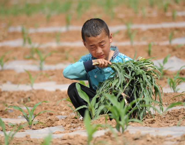 9岁男童高温天玉米地劳作 三天假期要完成两亩地