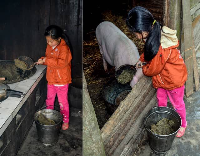 图为朱艳成正在把做好的猪食盛到桶里到猪圈喂猪,喂猪是她每天必做的