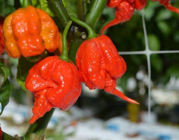 "死亡辣椒"尝试现场,志愿者吃过后称像爆炸