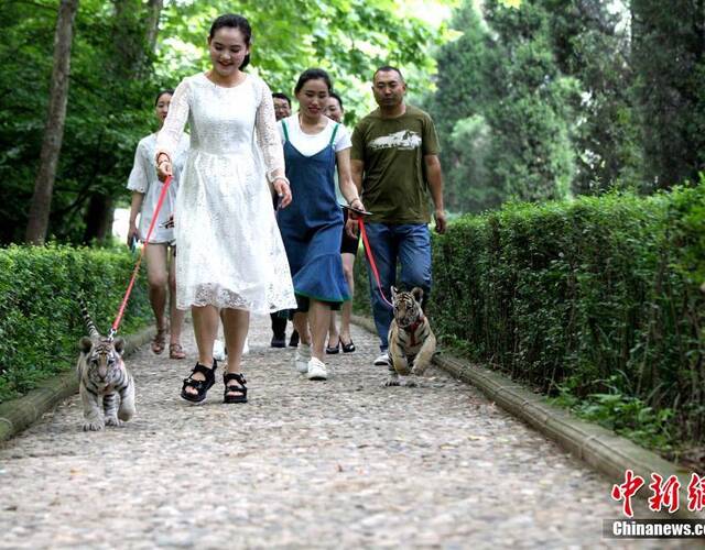 6月22日,河南洛阳伏牛山地质公园鸡冠洞园区,姑娘们带着俩老虎遛弯