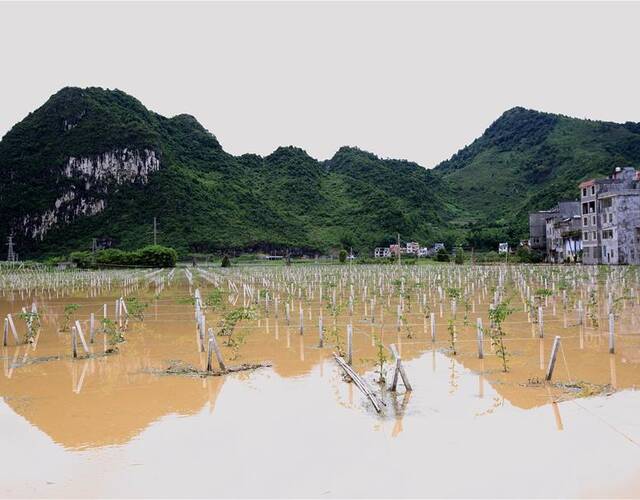 广西河池市凤山县遭受大暴雨袭击,部分农田被淹,县城内涝严重,城区最