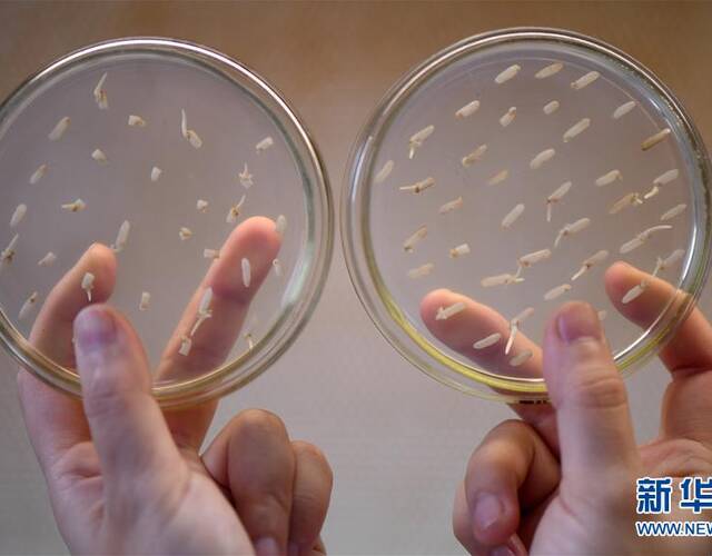 国家杂交水稻工程技术研究中心,科研人员展示培养皿中的水稻愈伤组织