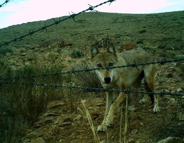 内蒙古边境线狼群常来串门,盘羊来中国喝水,让人想起狼图腾