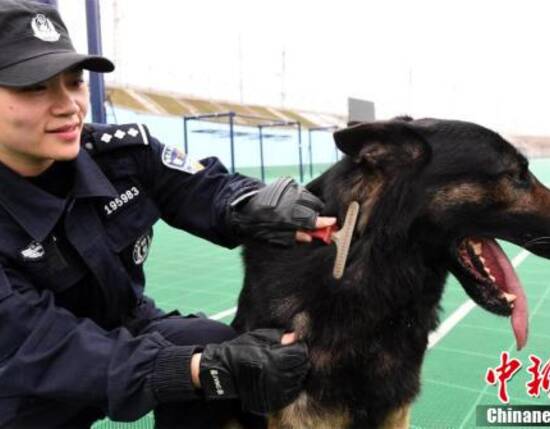 湖北警花与警犬"威利"战春运