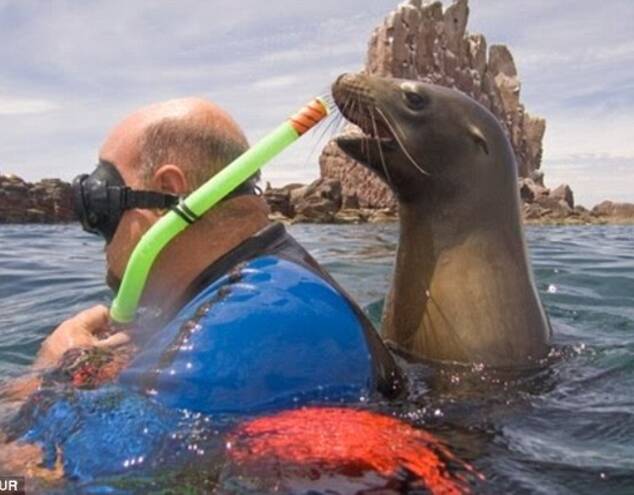 这名潜水的游客显然还没有察觉,一只海豹正在他身后检查他的潜水装备.