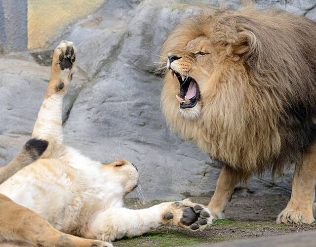 捷克动物园雄狮和妹妹上演家庭内斗