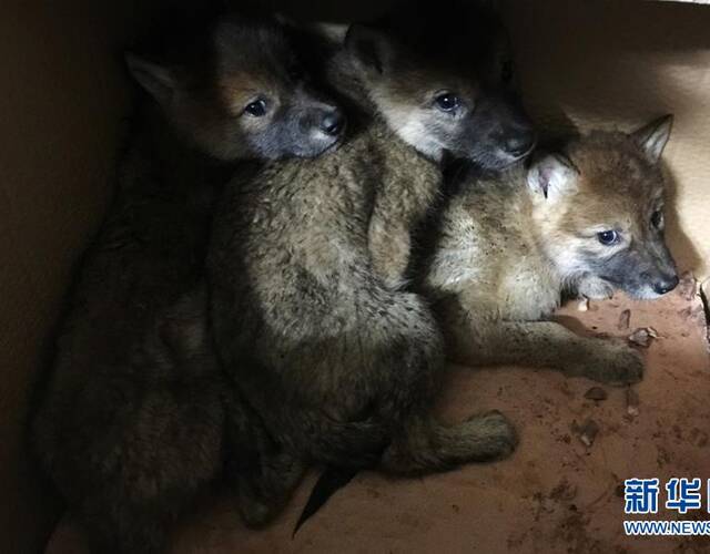 野生动物救助者救下两只小狼 两年后放归草原