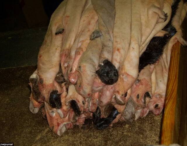 皮草工厂:活剥貂皮 数千尸体遗弃荒野