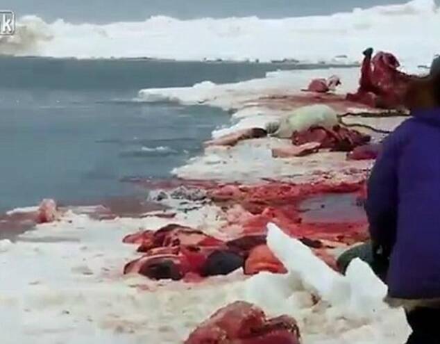 北极熊欲分鲸鱼肉 被猎人枪杀