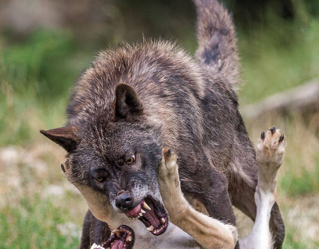 北美灰狼咬合力图片