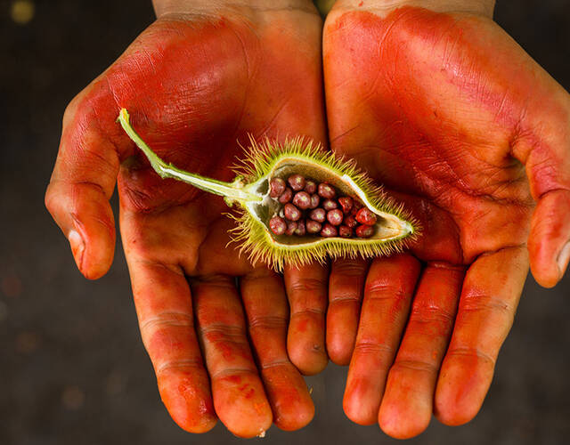 蒙杜鲁库人领地sawré muybu附近,邻近塔帕若斯河的胭脂树果实