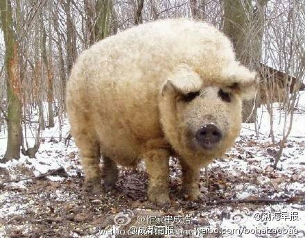 这是一只披着羊皮的猪