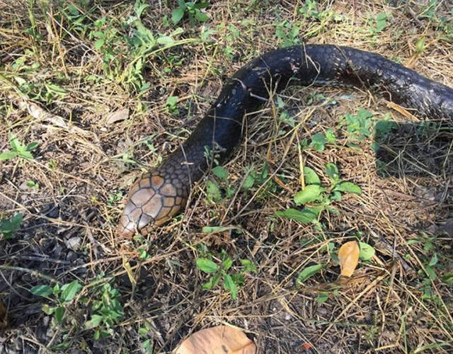 4只忠犬为守护主人激战大眼镜蛇