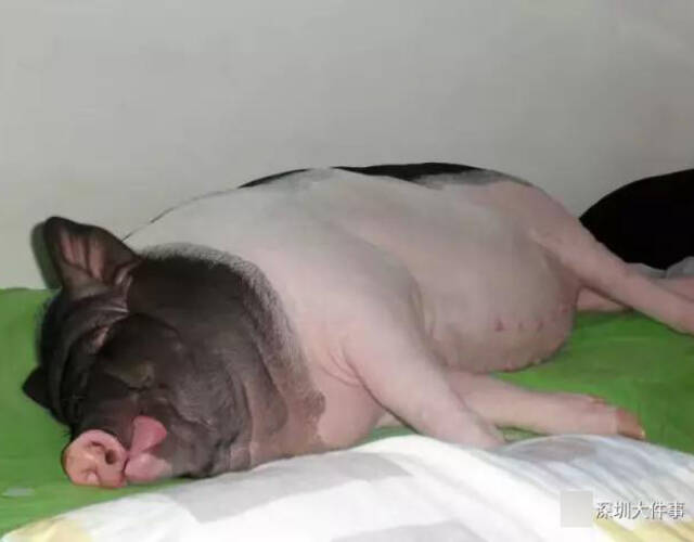 90后女孩买"小香猪"长成300斤大肥猪 同吃同睡8年