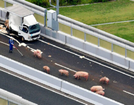 19头猪事故中逃走,在高速上走着走着睡着了.