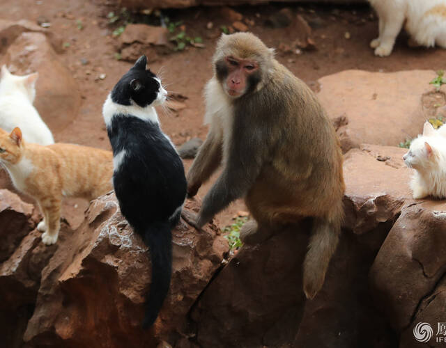昆明动物园猴、猫共住猴山