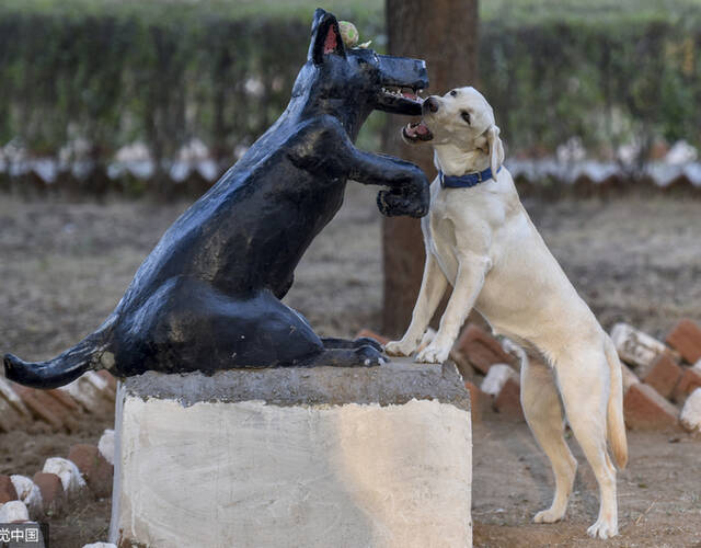 探访印度神犬养成厂奶狗变军犬