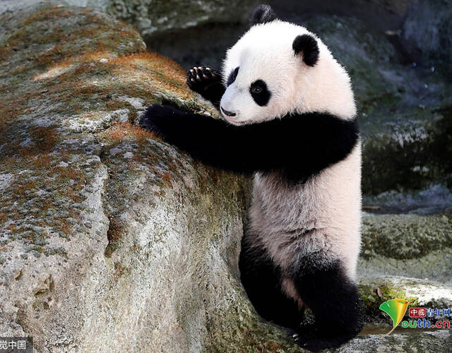 旅居西班牙大熊猫诞下宝宝 女儿圆滚滚萌化人心