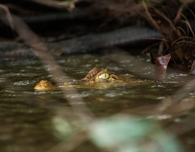 巴西帕拉州亚马逊热带雨林中,蒙杜鲁库人领地sawré muybu附近,塔帕若