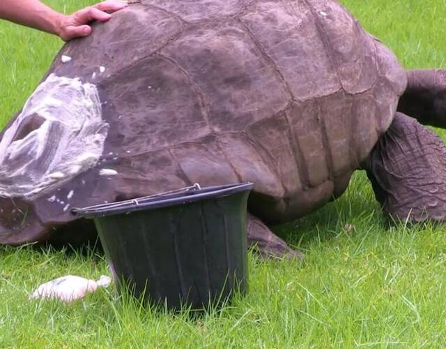 享受人工搓澡的寿星乌龟:图中这只乌龟名叫乔纳森,它已经184岁高龄了