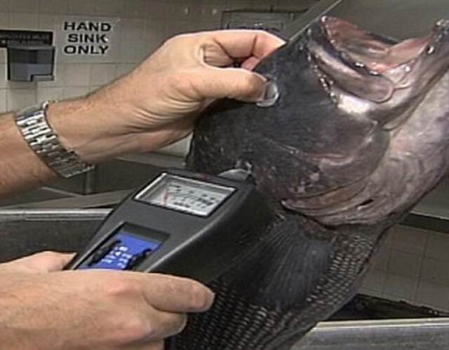 日本核灾辐射鱼首次出现在美国西海岸