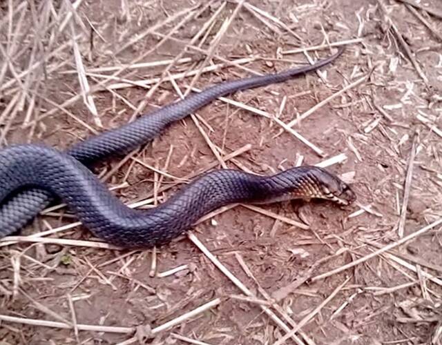 johnson)在野外发现了一条东部靛青蛇(eastern indigo snake)