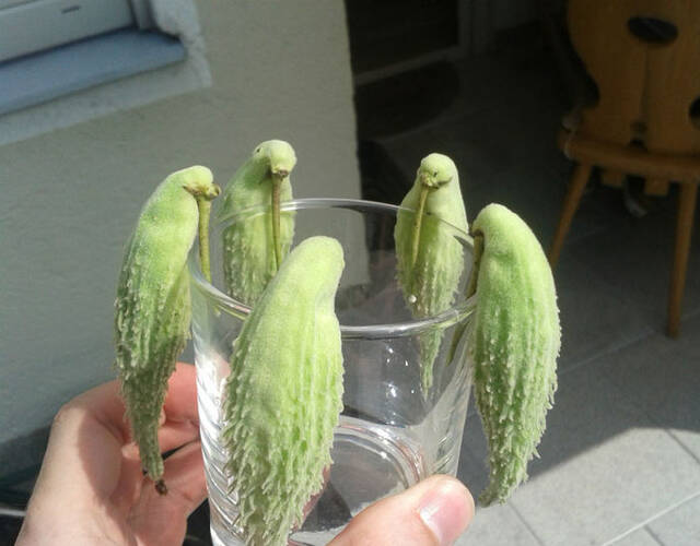 图中的蔬菜酷似一排喝水的小鸟.