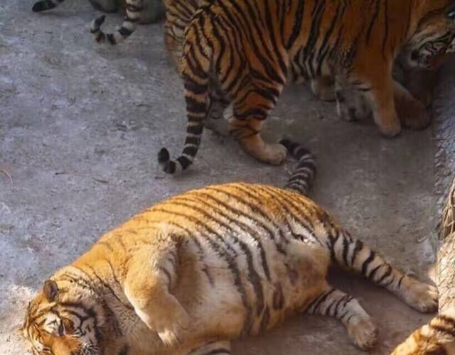 豆瓣上看到的:十只橘猫九只胖,还有一只特别胖!