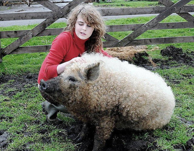 罕见"绵羊猪":一身卷毛"价值千金"