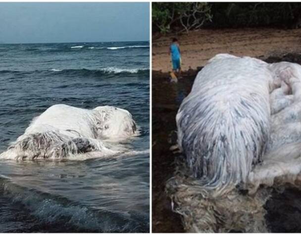 发现巨形怪物的海滩位于迪纳加特群岛,当地官员相信那应该是海牛,仍在