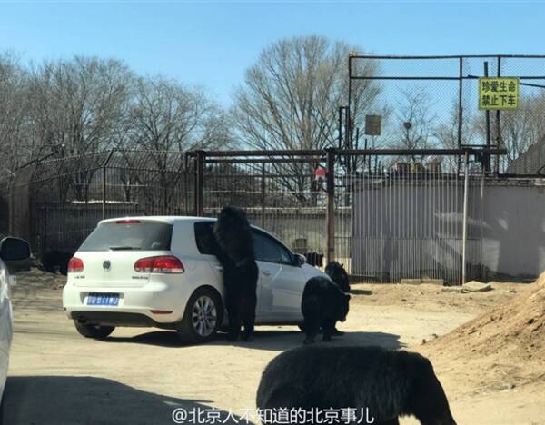 去年,北京八達嶺野生動物園老虎咬人事件讓人不寒而慄,日前又出現