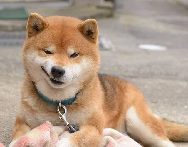 最新网红柴柴 太萌辣!