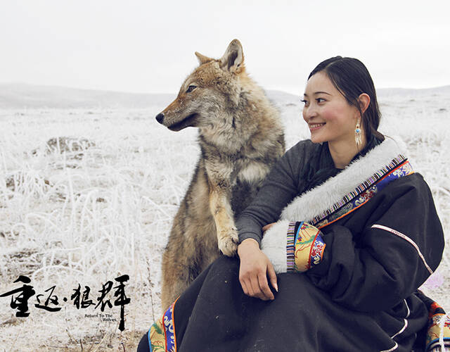 《重返狼群》今日上映 真实纪录美女画家放归野生狼