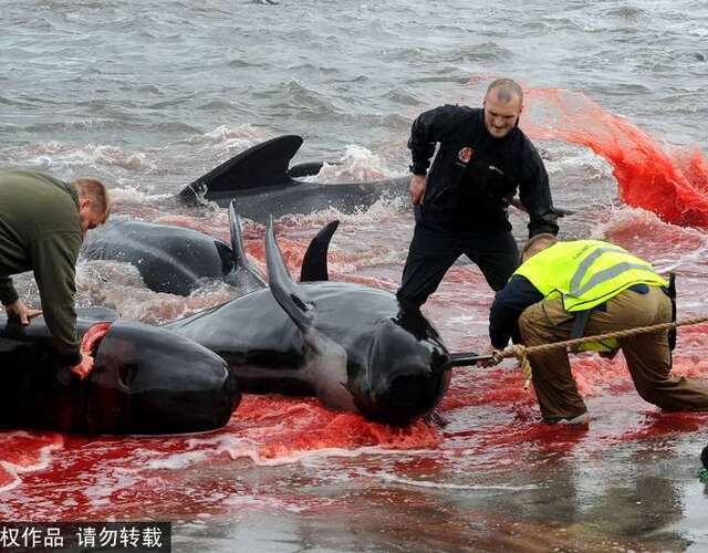 法罗群岛集体捕杀巨头鲸 每年宰杀近千头