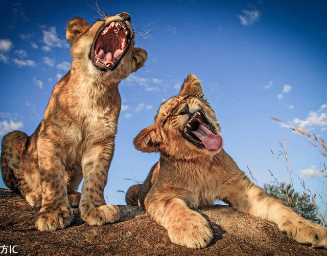 摄影师拍两狮子演绎"走心"合唱