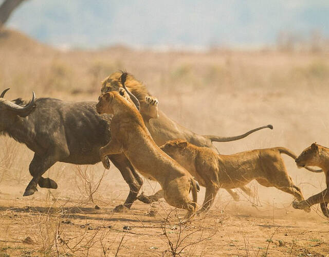 照片中,一群狮子猎杀了一头怀孕的水牛,并残忍吞食了它和它未出生的小