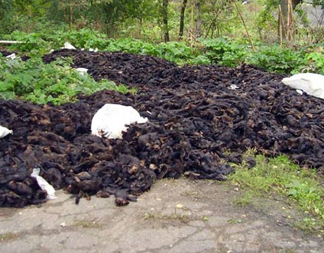 皮草工厂:活剥貂皮 数千尸体遗弃荒野