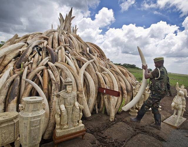 据估计,目前非洲大象总数约为50万头,而捕猎者每年猎杀约30000头大象.