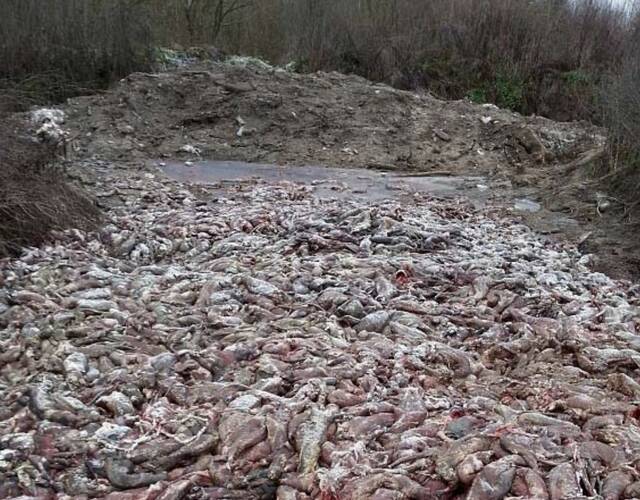 皮草工厂:活剥貂皮 数千尸体遗弃荒野