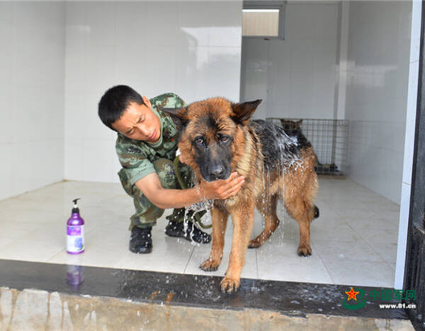6月9日,结束了一天的训练,训犬员张楠为警犬"卡其"洗澡.