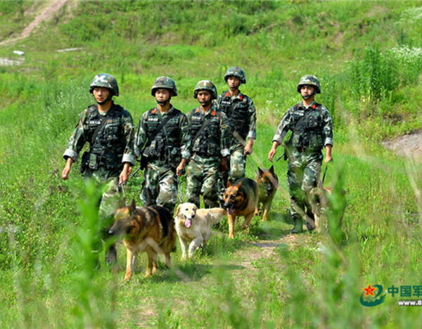 6月9日,训犬员们带着警犬,冒着高温进行日常训练.