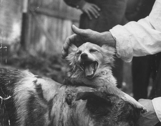 前苏联狗头移植实验