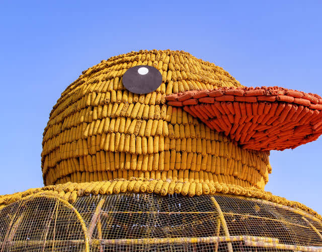 辽农民用6000穗玉米拼出大黄鸭