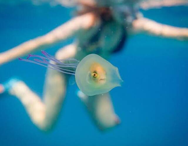 12种让科学家看了都笑cry的奇葩动物