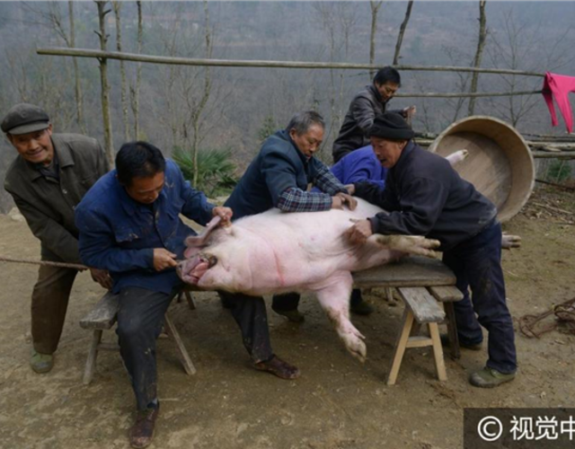 7旬老汉养出500斤"年猪王" 猪肉自留不卖