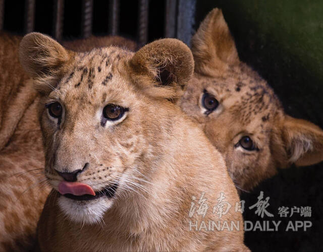 1月20日上午,两只活泼可爱的狮虎狮兽在海南热带野生动植物园与市民