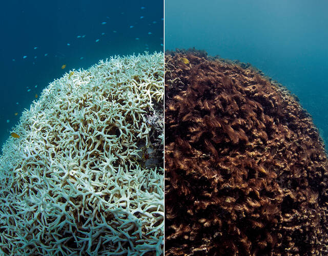 珊瑚白化对比图片