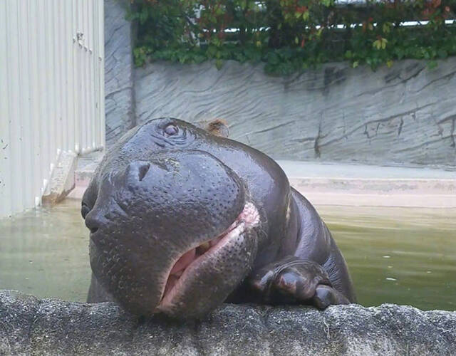 动物园内的倭河马