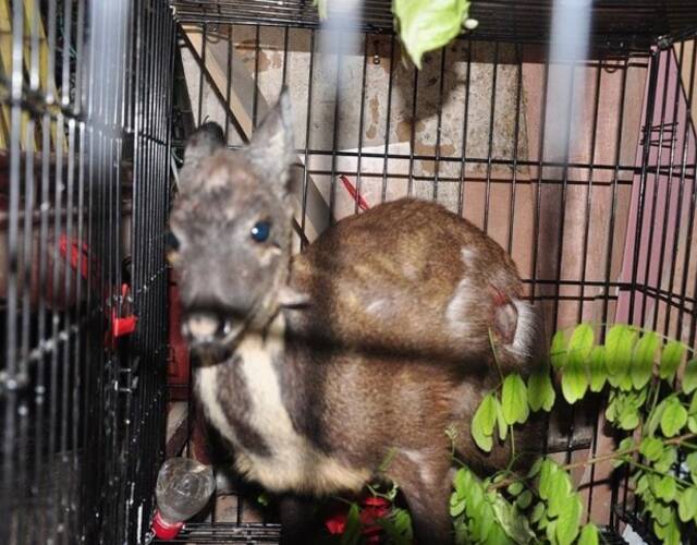 一级野生保护动物原麝闯村民家门 系陕北首次发现