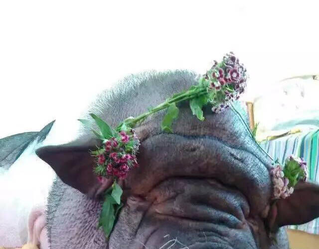 90后女孩买"小香猪"长成300斤大肥猪 同吃同睡8年